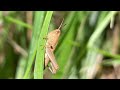 Grassland Grasshoppers