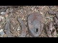 WW2 Guns still in the Woods to this Day [WW2 Metal Detecting]