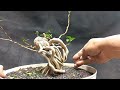 Membuat Bonsai Sancang Ekspose Root|| Premna Microphylla