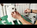 Pet Grooming Secrets Revealed: See How a Professional Groomer Beautifies a Little White Dog