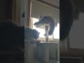 Siberian Forest Cats fighting over the bird watching perch