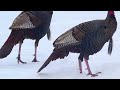 Turkey Identification – Turkey Hunting for Beginners
