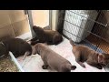 Stella’s pups, 7 weeks now 🐾💕