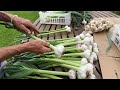 Garlic story and an early harvest for long storage