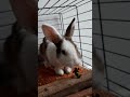 Bunny eating parsley