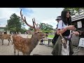 Nara, Japan 🇯🇵 Hot Summer 33°C - Deer Park, Japan's Historic Heart - 4K HDR Walking Tour 2024 🦌