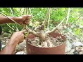 cutting bahan bonsai waru