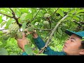 Ly Tieu Dua - Lucky to Meet a Good Man, Harvesting Custard Apple Fruit & Raising Children Alone