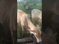 Happy to see  our cows again