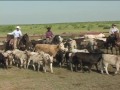 LX Ranch: Roundup and Sorting Spring Roundup 2005