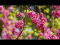 Amazing Colors of Spring Flowers and Fall Leaves - 4K Nature Relax Video with Nature Sounds