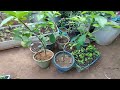 Como germinar semente de abacate, e não esperar tanto para produzir