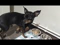 Miniature dog Russian Toy Terrier #animals