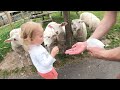 Church Farm Tea Rooms & Childrens Farm in Burton-on-Trent