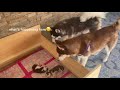 HUSKY PUPPIES MEET THEIR DAD