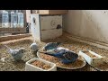 16 Minute Budgies Sounds, Budgies Feeding Time Relax ASMR HD 1080P 60FPS