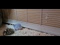 Blue-Diamond Chinchilla „Queen“ - 1 Tag nach der Geburt schon ganz mutig und neugierig :-)