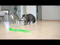[ENG SUB] The funny reaction of cats who saw a toy snake!