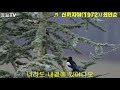 [꿈길TV] ♬ 산까치야(1972)/최안순