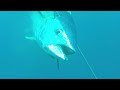 🔥Berburu ikan tuna‼️sekali tombak langsung dapat😱😱😱 #tuna #fishing #bigtuna #viral