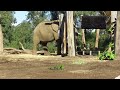 San Diego Zoo Feeding time for the Elephants.