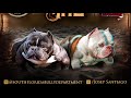 South Florida Bully Deparment - Low Blow X Sky (Exotic Breeding Banner / Speed Edit)