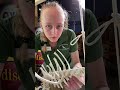 Articulating a mountain lion skeleton