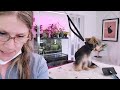 Snip and Style (The Adorable Yorkie Puppy Grooming Session)