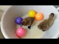 So cute... little ducks playing with colorful balls ( part 503 ) 🦆🐣