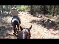 Ridin' horses near Flagstaff, AZ