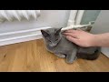 Different reactions when petting Siamese, Ragdoll and Russian Blue cats
