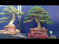 PRATAMA PART. 2 DI PAMERAN NASIONAL BONSAI PIALA PRESIDEN RI 2024