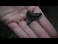 The BEST Megalodon Shark Tooth Hunt I Have Had in a LONG Time! Florida Fossil Shark Tooth Hunting