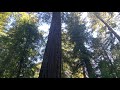 We visit the Redwoods in California
