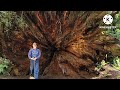 Exploring the forest In Del Norte, California. Big Fallen Redwood Tree
