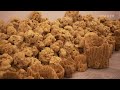 Why Sea Sponges Are So Expensive | So Expensive