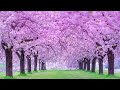 Healing Piano Music Collection that Touches Your Heart【Relaxing BGM】