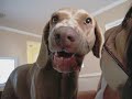 Weimaraner growl and kisses