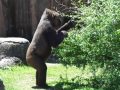 Gorilla Eating