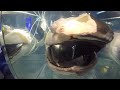 Preserved Megamouth Shark - Osaka Aquarium