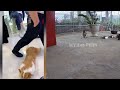 🐶🐕 Try Not To Laugh Dogs And Cats 🐈😅 Funny And Cute Animal Videos 2024 #11