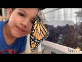 The Amazing Life Cycle of a Monarch Butterfly | Monarch Life Cycle for Kids