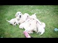 Dog abandoned while pregnant happily plays with her puppies in new video