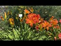 The Daylilies at Walters Gardens Trial Garden