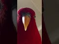 red birb 