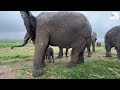 A Beautiful Second Meeting with Baby Elephant, Phabeni and the Entire Herd
