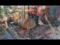 Skidding logs with and Antique Farm Tractor~Allis Chalmers B~giant dead growth~Logging