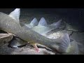 The Fascinating World of Deep Alpine Mountain Lakes | Free Documentary Nature