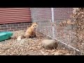 Finnegan Fox chats while being scratched