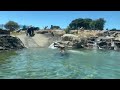 Grizzlies swimming at Oakland Zoo